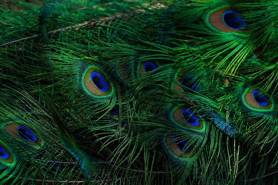 HD wallpaper: animal, plumage, blue peacock, beautiful, colorful, green,  turquoise | Wallpaper Flare