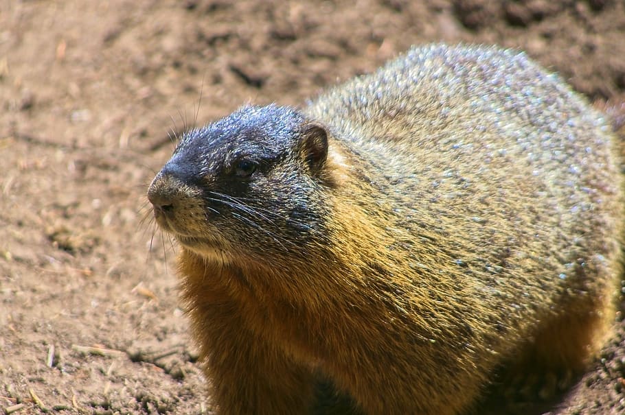 yellow-bellied marmot, rock chuck, animal, marmota flaviventris, HD wallpaper