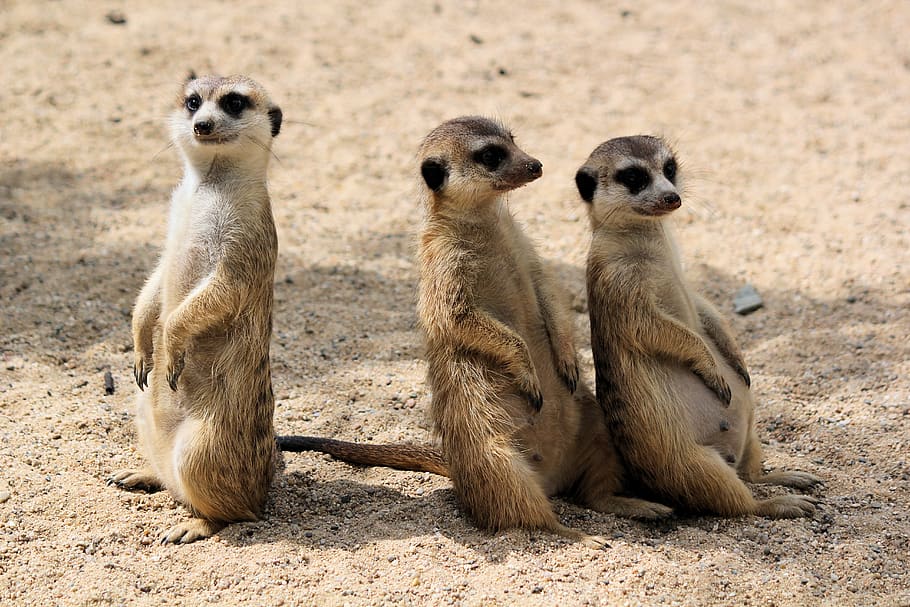 three animals on sand during daytime, animal themes, animal wildlife HD wallpaper