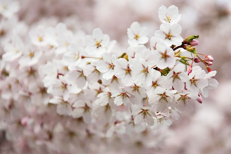 Shallow Focus Photo of White Flowers, bloom, blossom, close-up HD wallpaper
