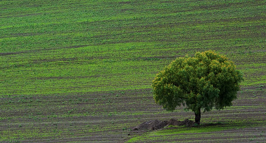 tree, nature, green, plant, landscape, field, growth, agriculture HD wallpaper