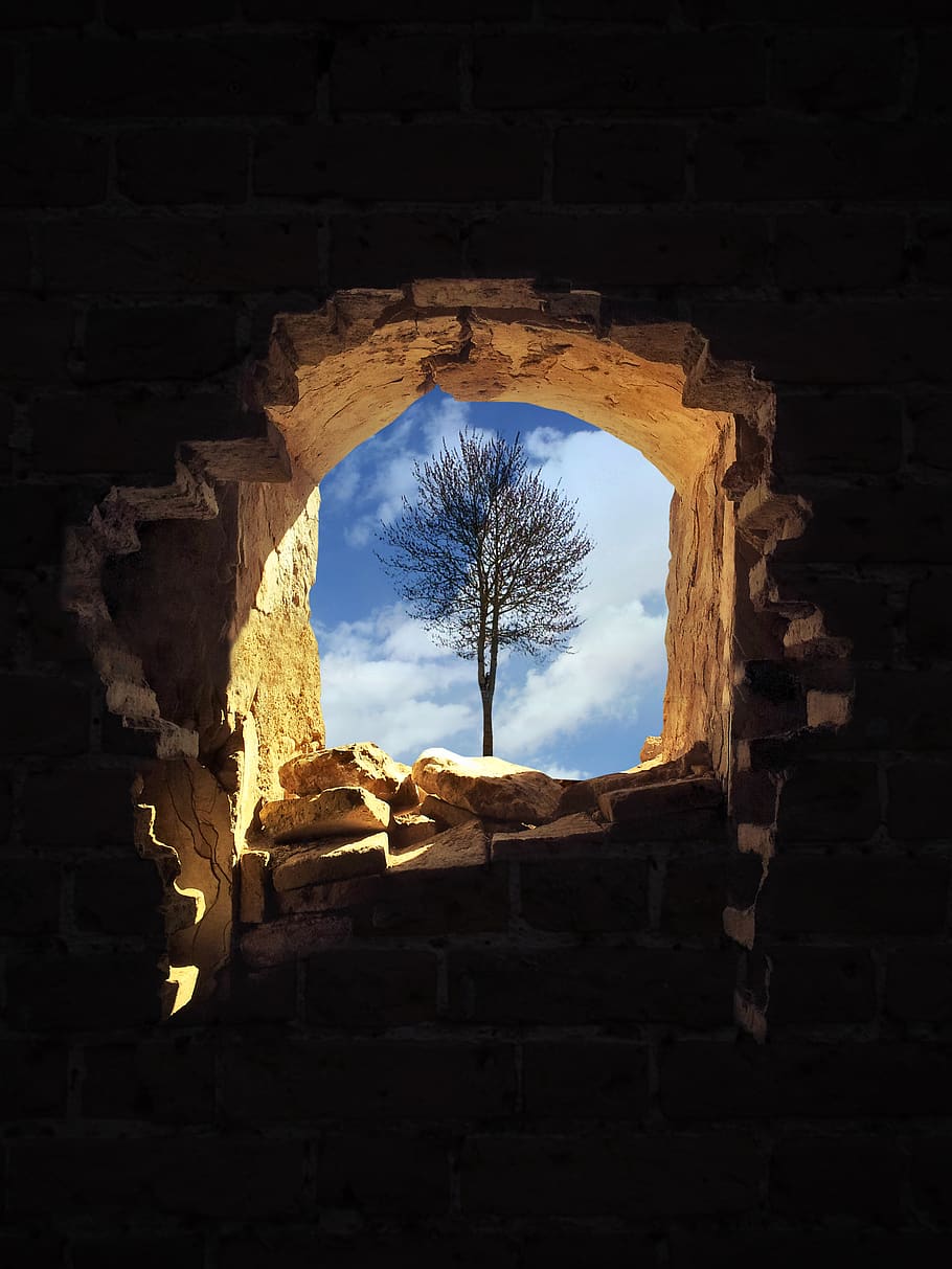 brown bare tree, architecture, built structure, low angle view HD wallpaper