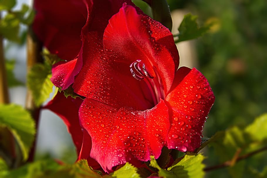 flower, gladiola, water, drops, red, flowering plant, petal HD wallpaper