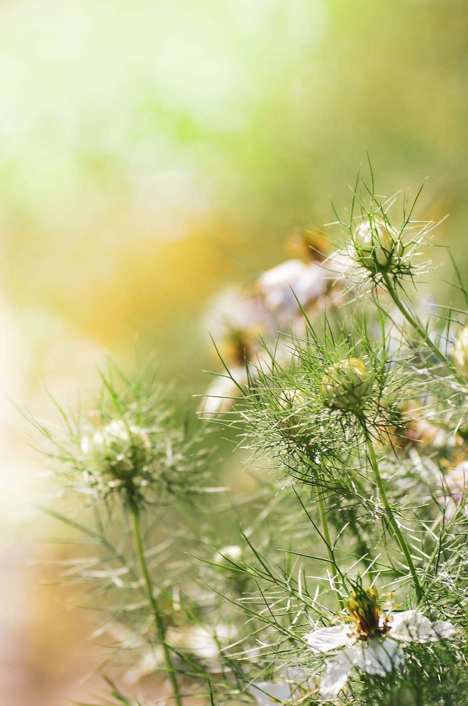 Shallow Focus Photography of Green Pant, blooming, blurred background HD wallpaper