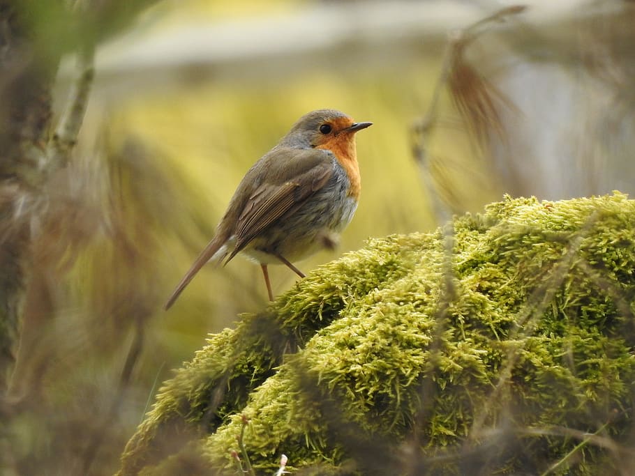 robins, bird, small birds, animal, animal themes, animal wildlife HD wallpaper