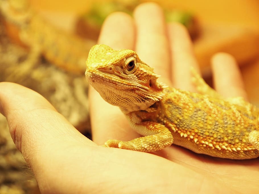 reptile, bearded dragon, lizard, animal, reptiles, terrarium, HD wallpaper