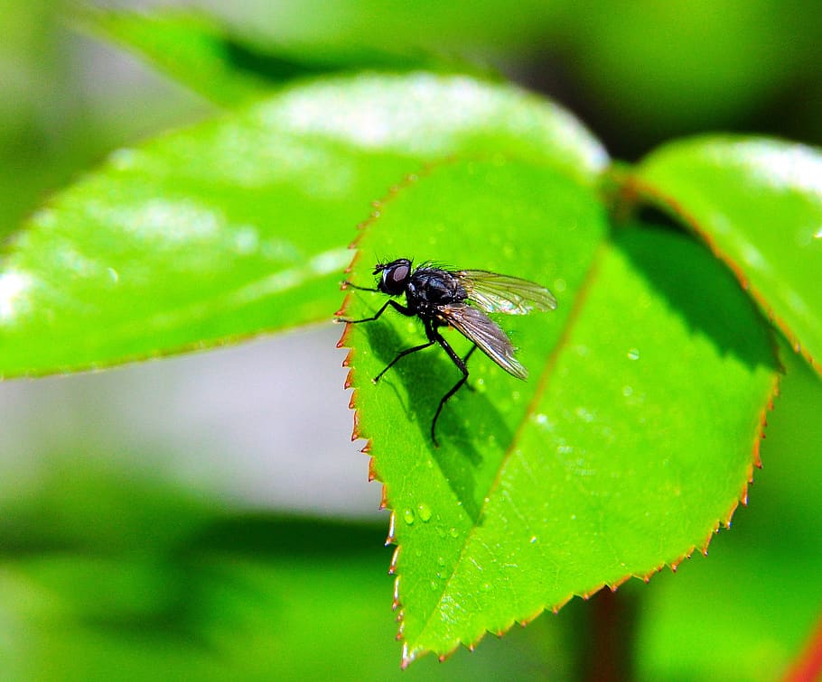 fly, green, leaf, insect, macro, invertebrate, animal themes HD wallpaper