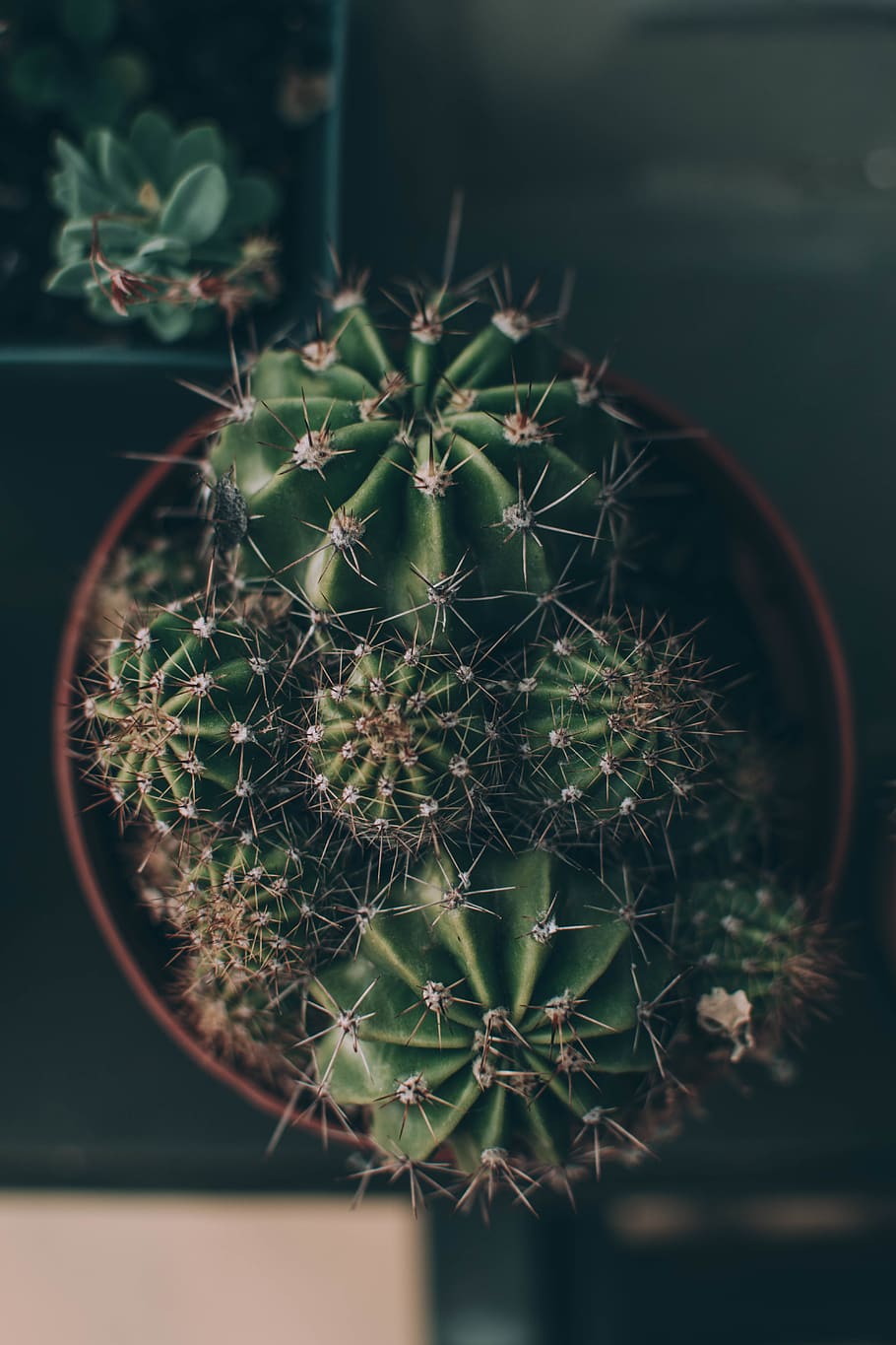 green cactus, plant, arachnid, spider, animal, invertebrate, nature HD wallpaper