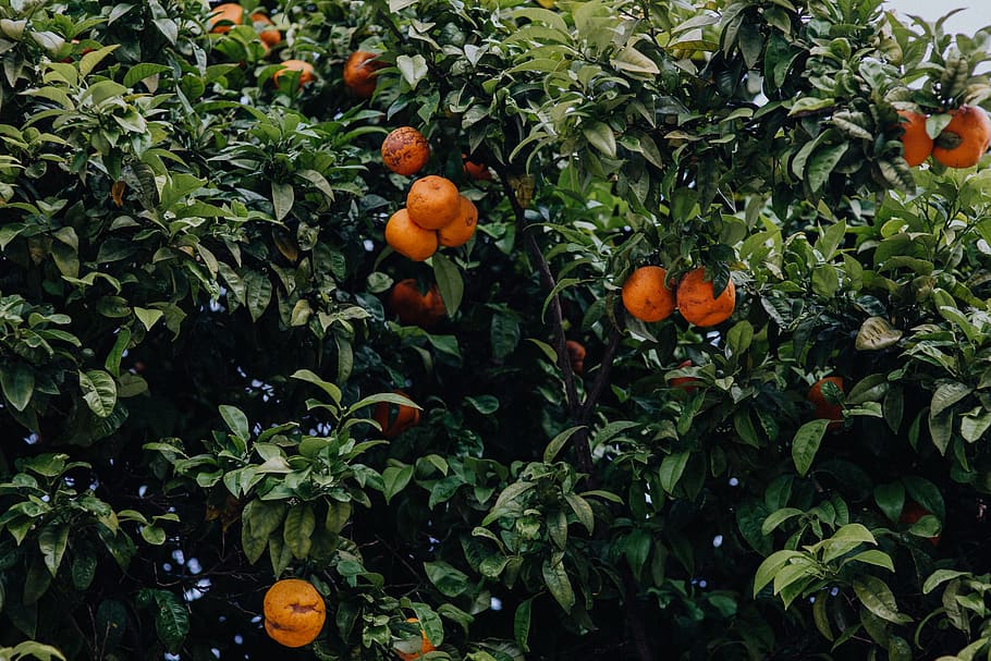Oranges on the tree, Lagos, Portugal, fruit, algarve, growth, HD wallpaper