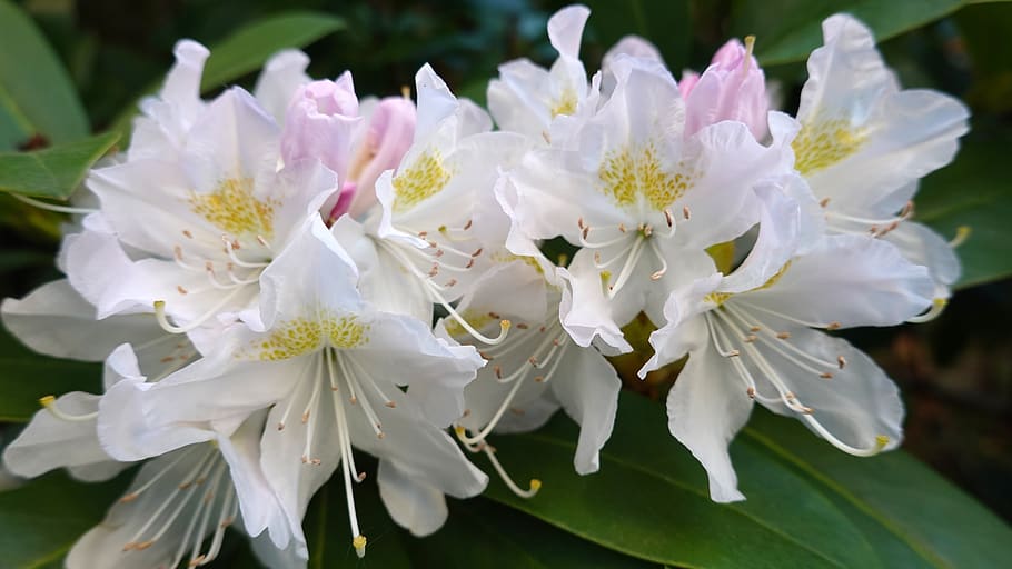 rhododendron, white, bush, flowers, white-pink, pestle, spring, HD wallpaper