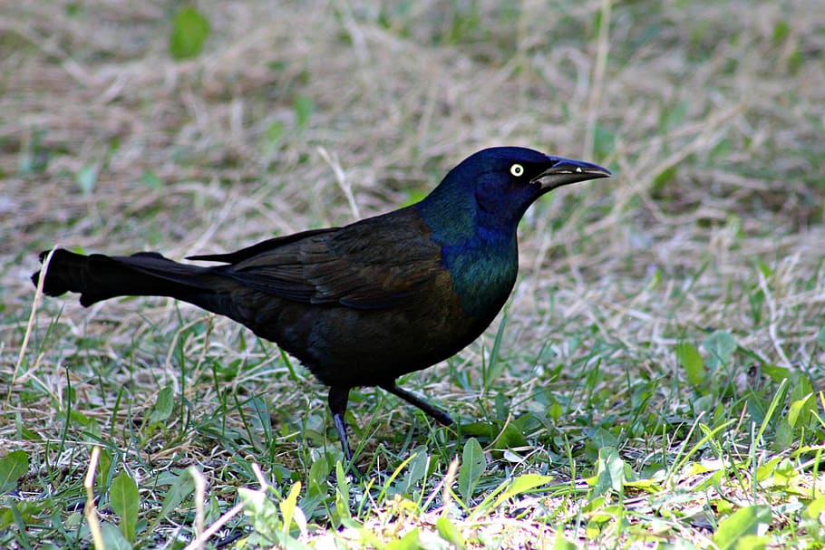 grackle, bird, black, eye, nature, wildlife, beak, outdoor HD wallpaper