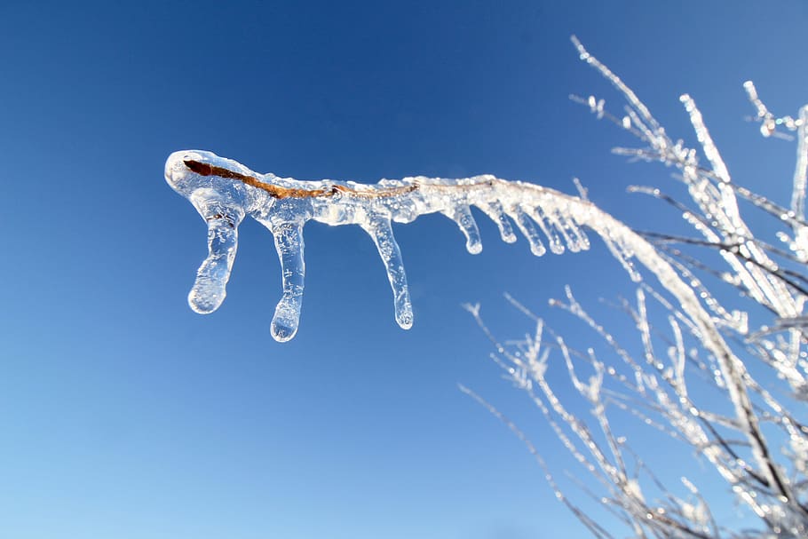 snow, ice, winter, tree, blue sky, frozen, cold, weather, cold temperature HD wallpaper