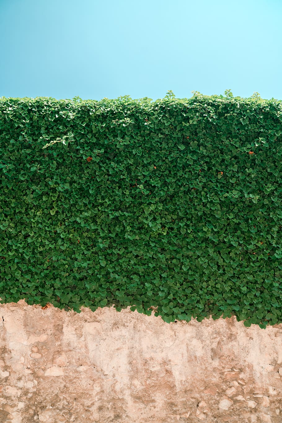 green leafed plant wall, fence, hedge, flora, italy, lake garda HD wallpaper