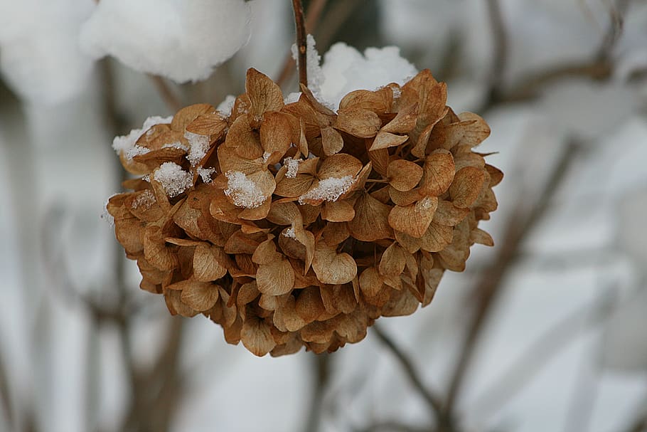 nature, winter, dry, hydrangea, close-up, beauty in nature HD wallpaper