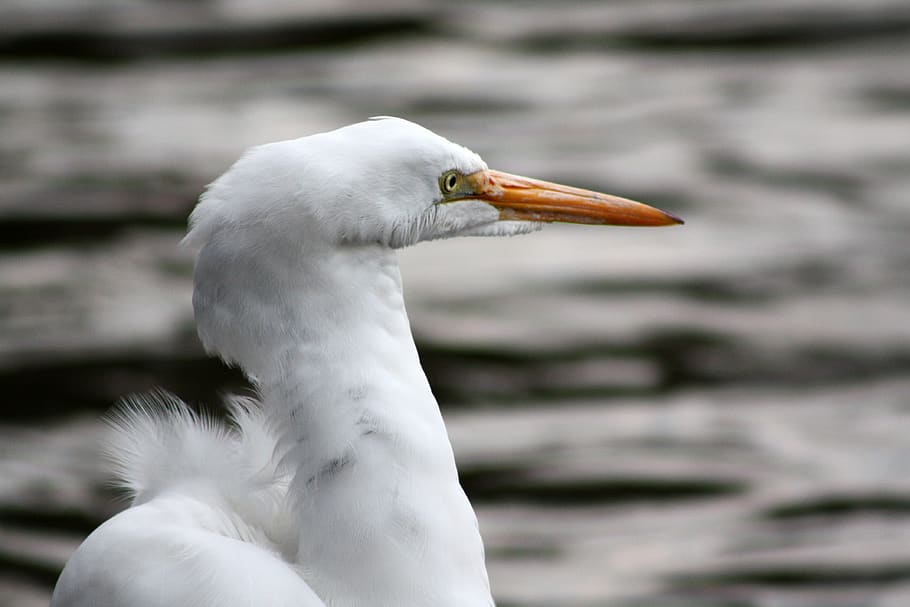 heron, peak, lake, ave, flight, animal themes, bird, animal wildlife HD wallpaper