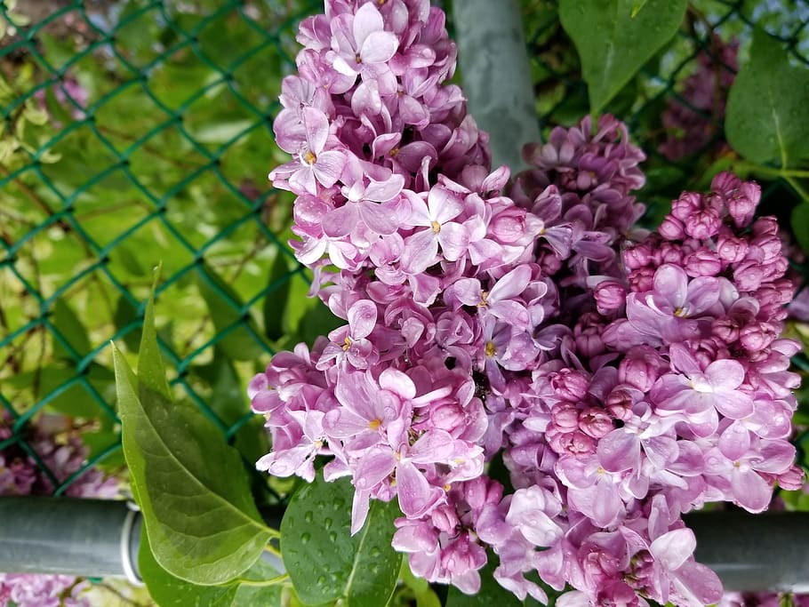 canada, toronto, flower, flowering plant, beauty in nature HD wallpaper