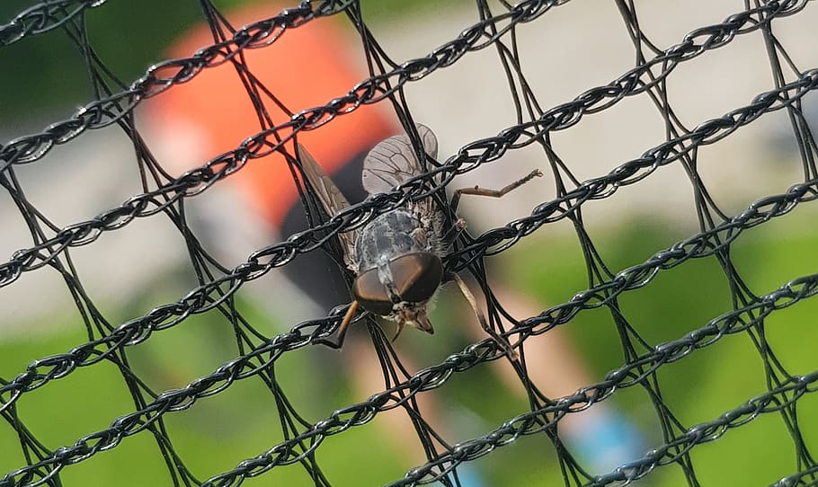 mucha, insect, prison, macro, nature, eyes, wing, zoom, fence HD wallpaper