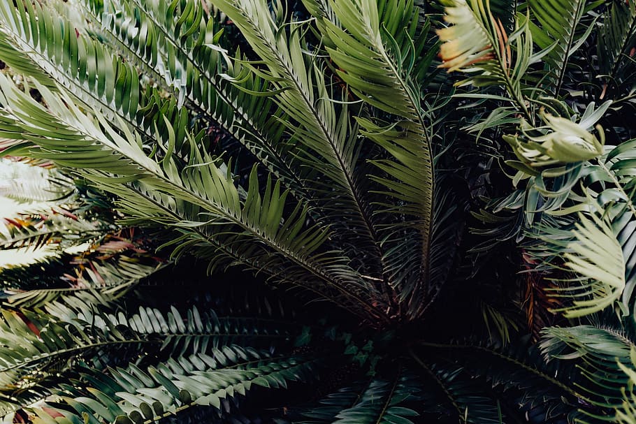 Tropical palm leaves, floral pattern background, summer, green HD wallpaper