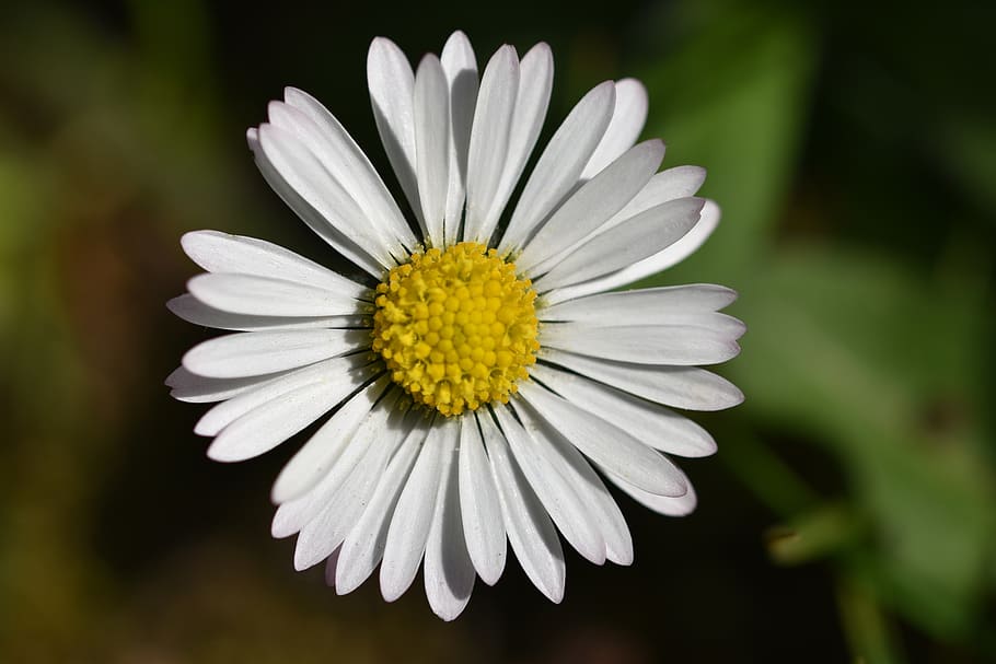 daisy, flower, spring, bloom, white, nature, daisies, blossom HD wallpaper