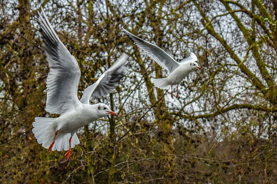 gull, bird, seagull, flying, dom, animal, nature, feather, flight HD wallpaper