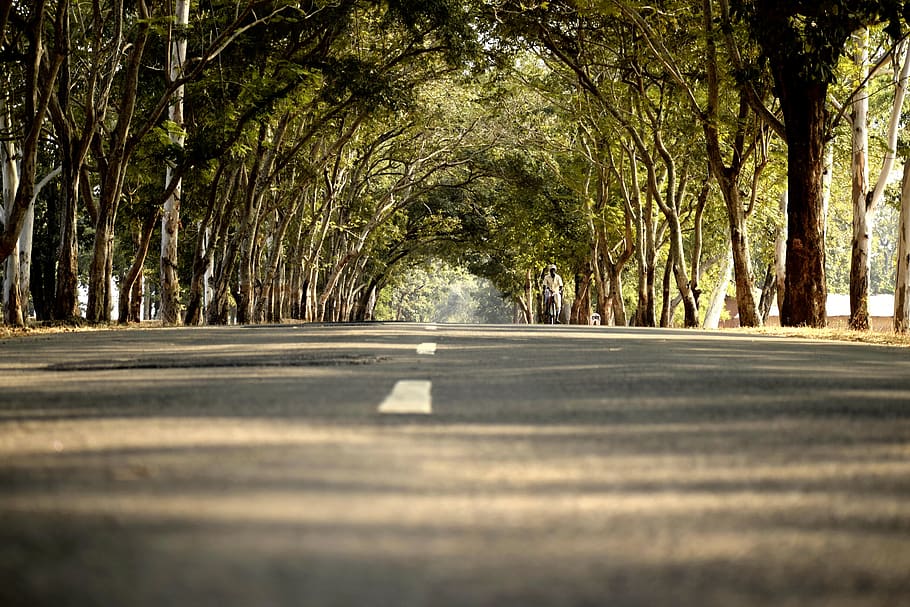 Road in Between Trees, asphalt, bicycle, daylight, environment HD wallpaper