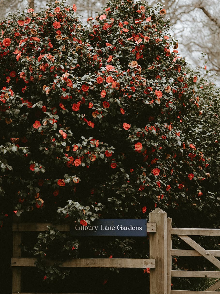 plant, tree, leaf, maple, tree trunk, blossom, flower, handrail HD wallpaper