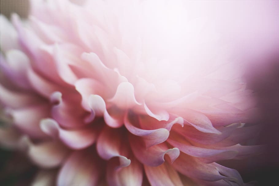 pink petaled flower, flowering plant, beauty in nature, close-up HD wallpaper