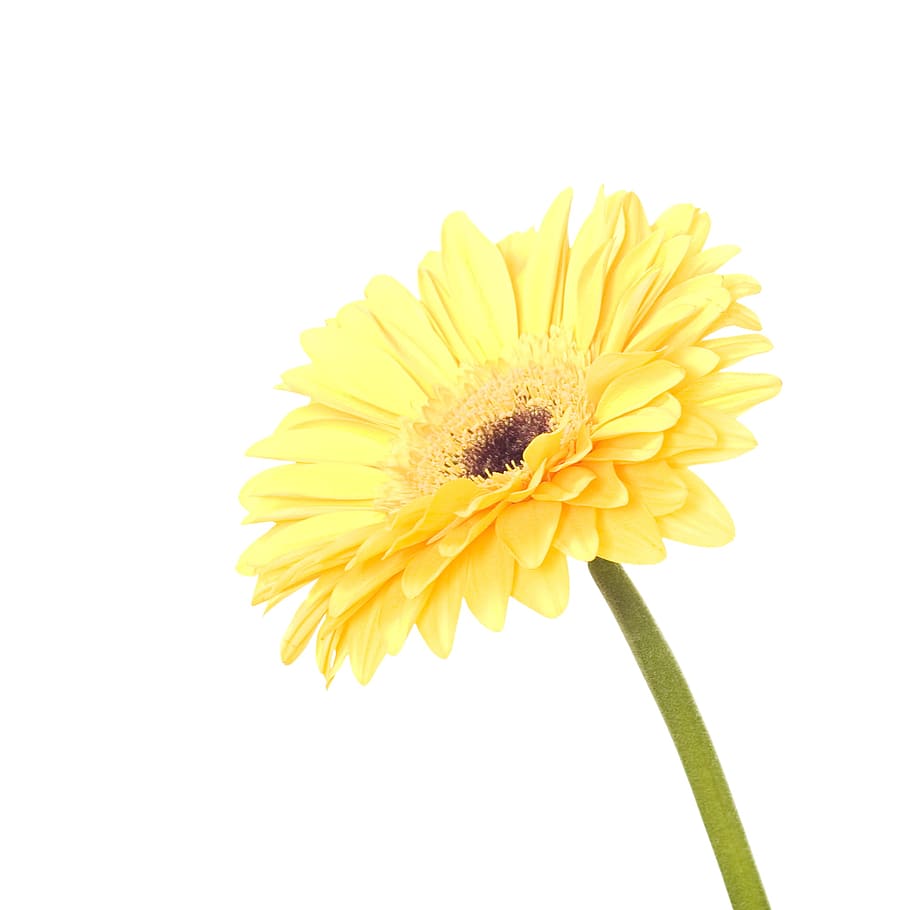 white, isolated, flower, closeup, detail, flora, floral, flores HD wallpaper