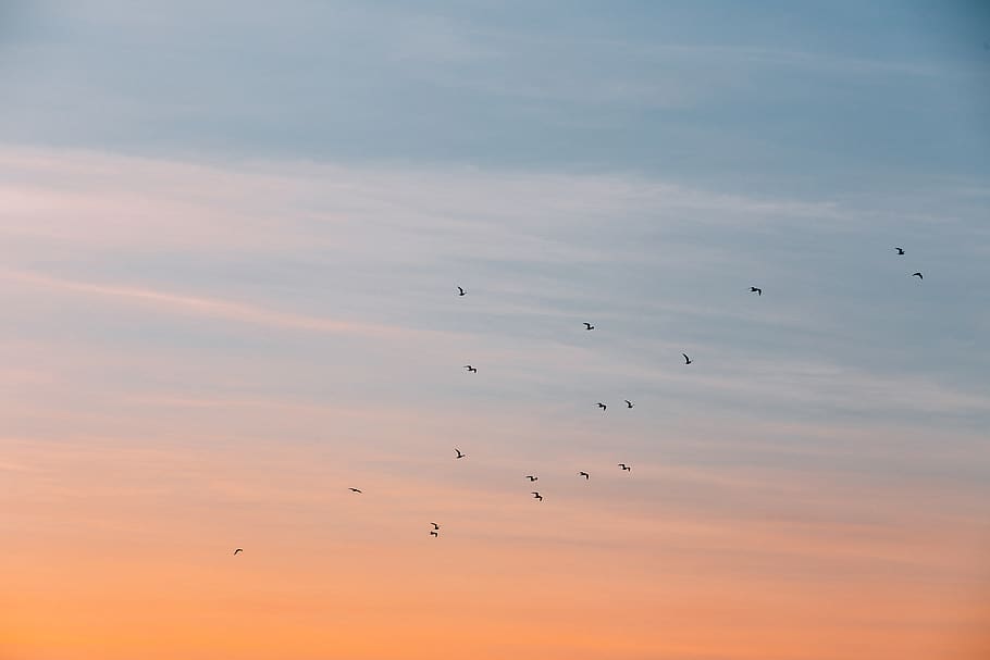 cloud, sky, sunset, bird, flying, animal, animal themes, animals in the wild HD wallpaper