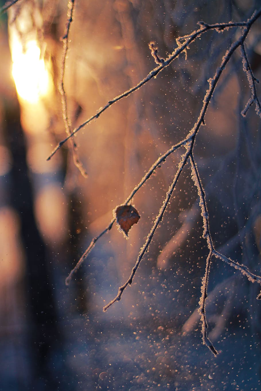 bare branch with snow, nature, no people, day, close-up, winter HD wallpaper