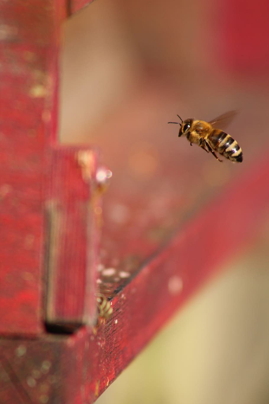 bee, prey, beekeeper, beehive, insect, hobby, frühlingsanfang, HD wallpaper