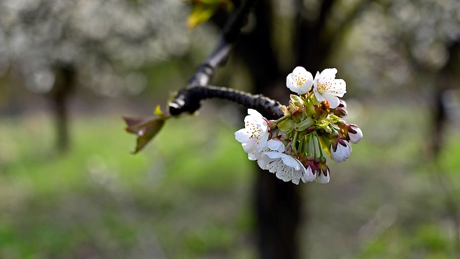 flowers, cherry, spring, nature, tree, garden, flowering, fruit HD wallpaper