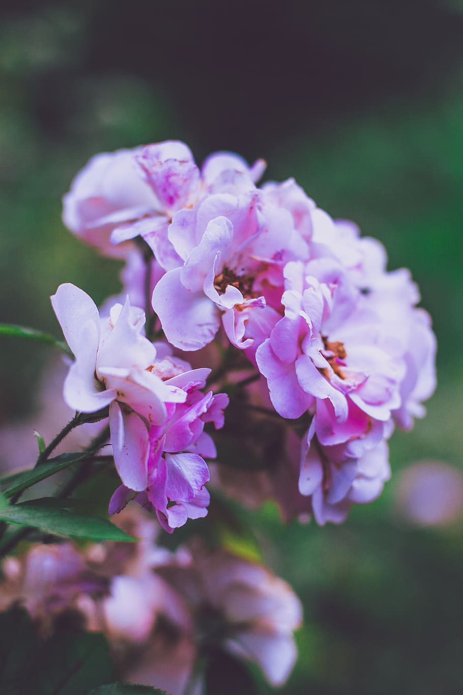 paris, france, parc de belleville, lightroom, macro, flower, HD wallpaper