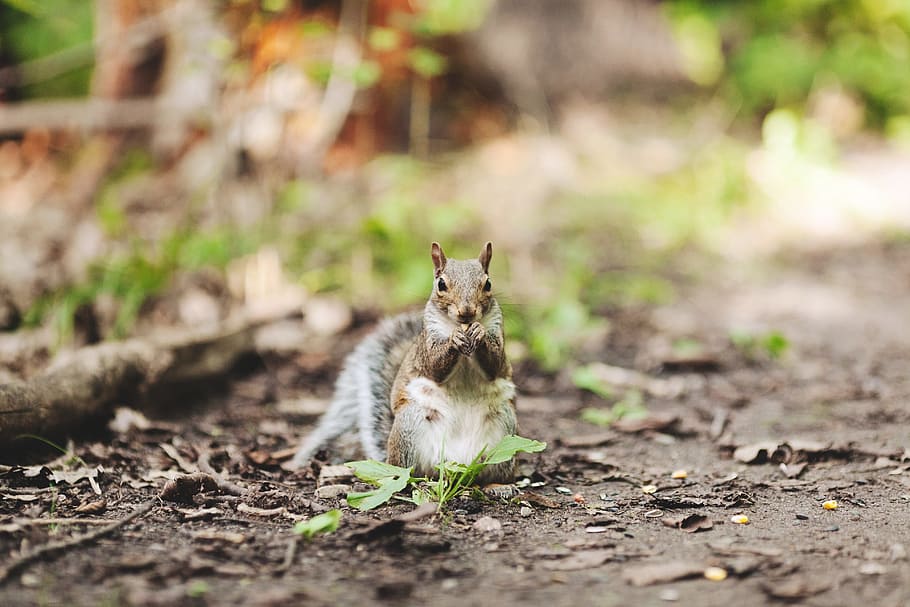 squirrel, animals, nature, one animal, mammal, dirt, domestic HD wallpaper