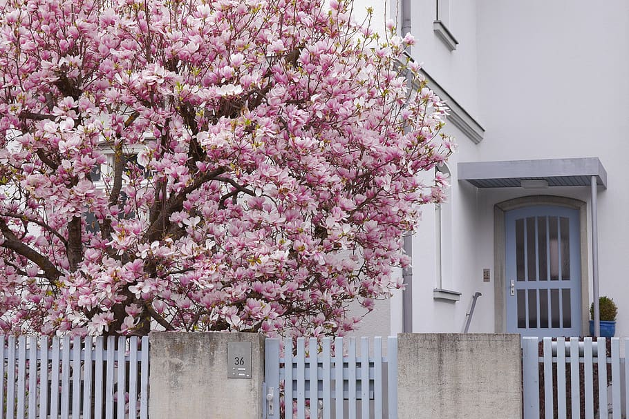 plant, flower, blossom, deutschland, cherry blossom, tree, house, HD wallpaper