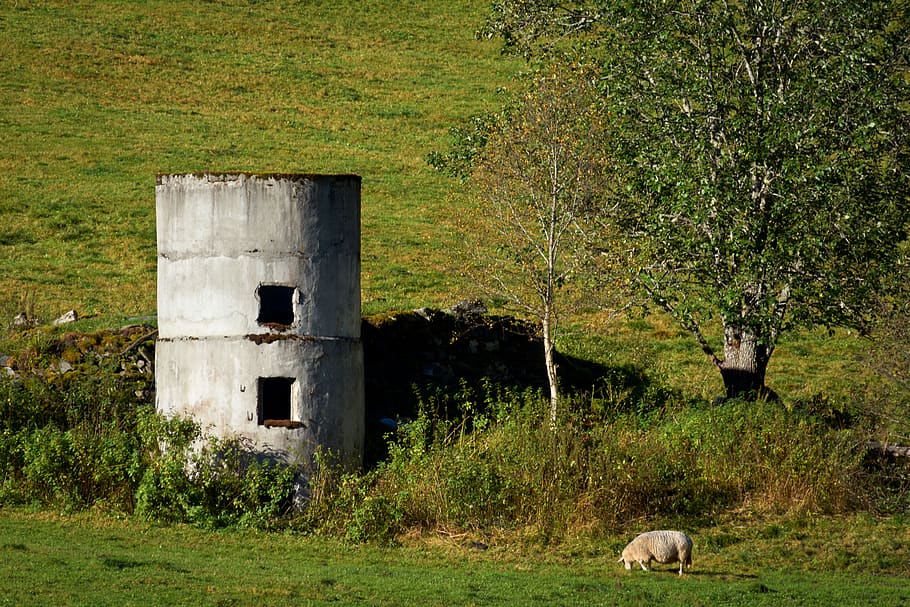 ruin, grass, sheep, old, animal, green, tree, plant, field HD wallpaper
