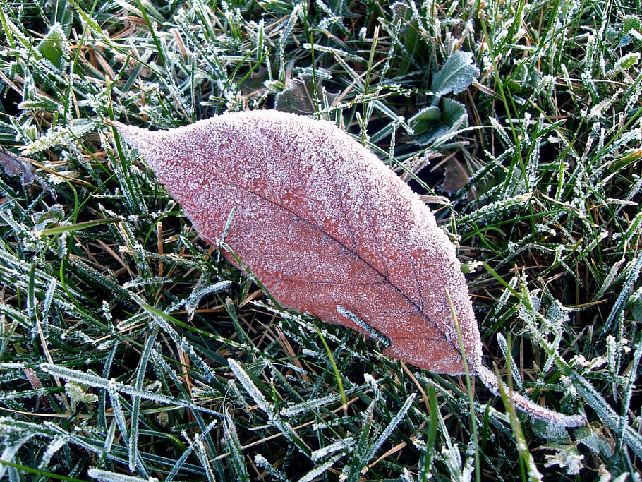 fall, winter, frost, leaf, plant, nature, land, grass, close-up HD wallpaper