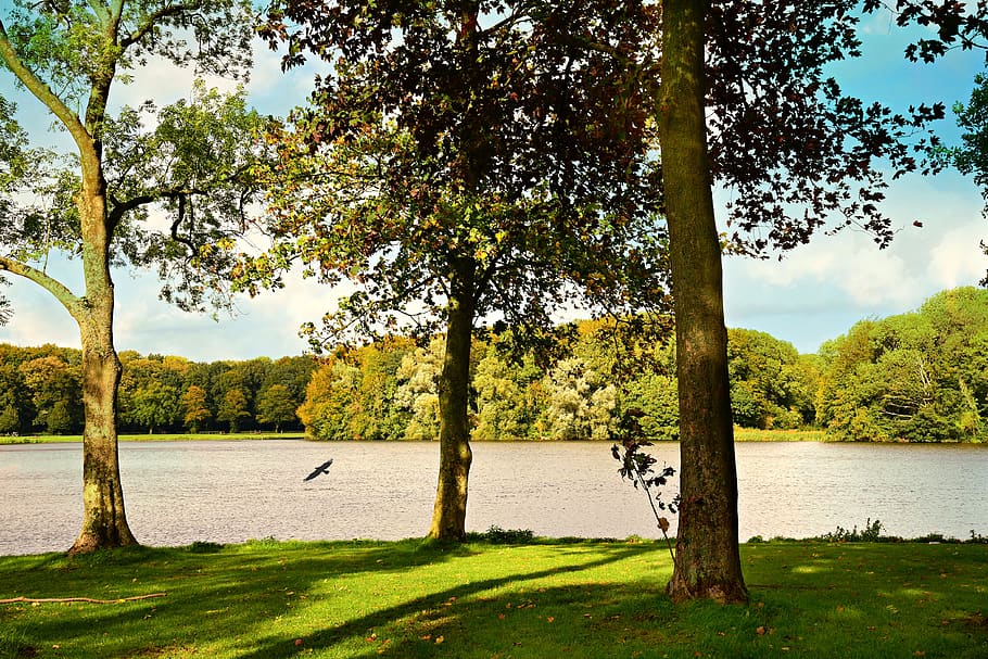 tree, lake, landscape, bird, water, shore, scenic, atmosphere HD wallpaper