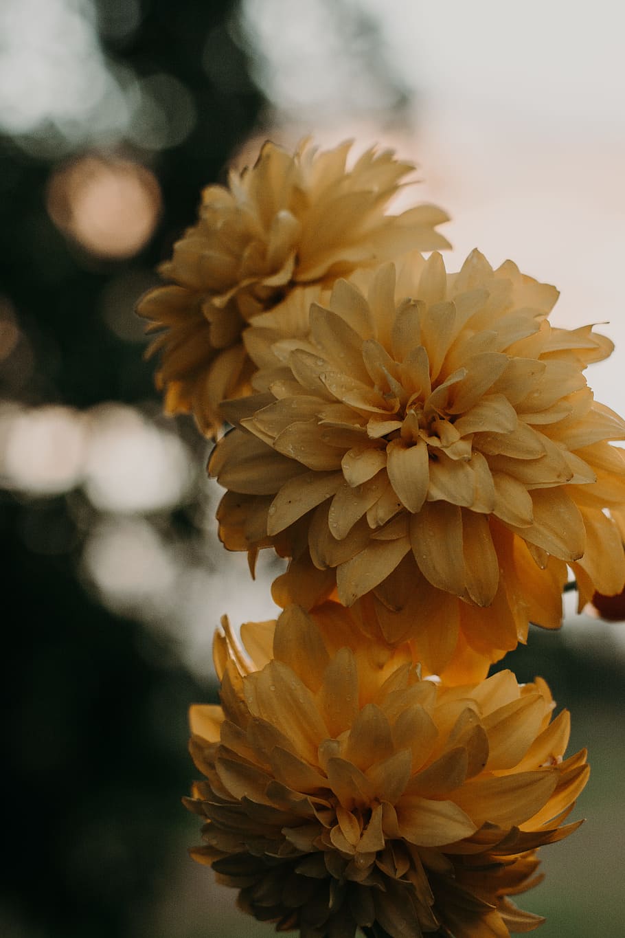 Yellow Petaled Flower, bloom, blossom, flora, macro, petals, plant HD wallpaper