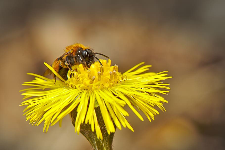 bee, spring, flower, close up, yellow, tussilago farfara, animal HD wallpaper