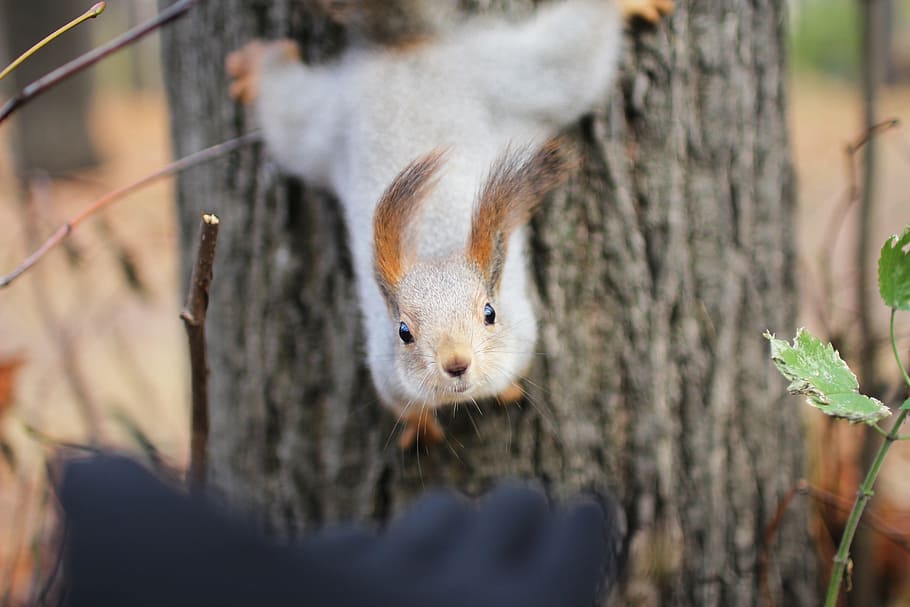 squirrel, november, autumn, tree, forests, hand, close, gorky park HD wallpaper