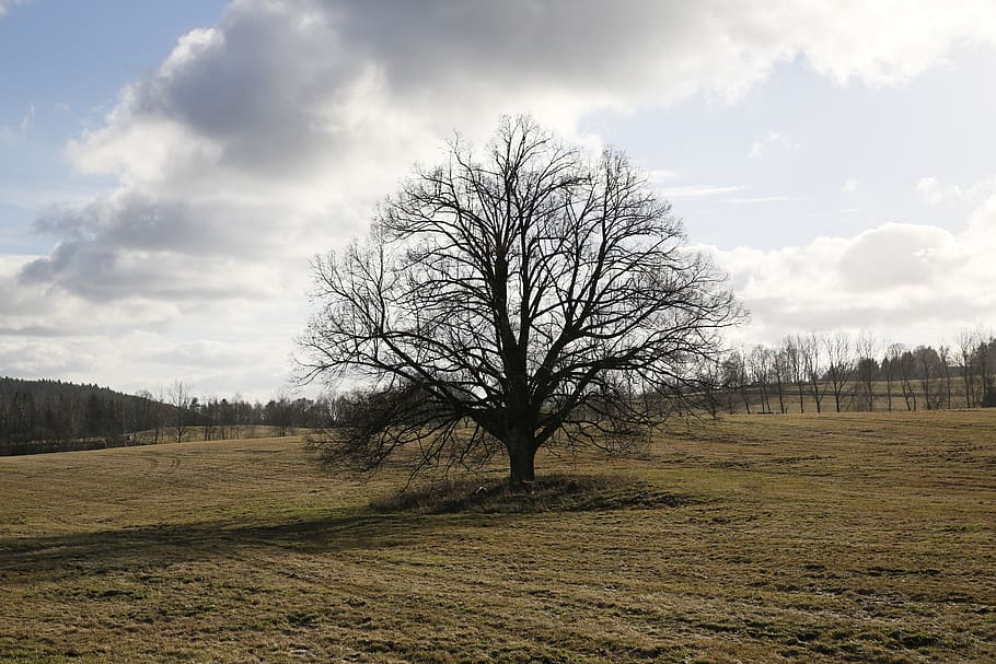 winter, tree, nature, scenic, europe, czech, peace, countryside HD wallpaper