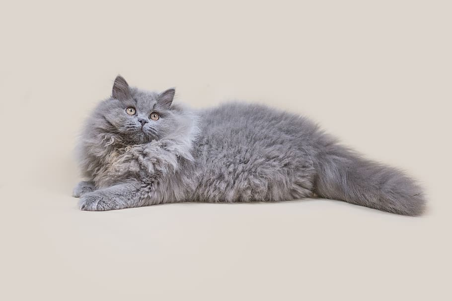 cat, kitty, b, fluffy, animals, domestic, fur, furry, adorable HD wallpaper