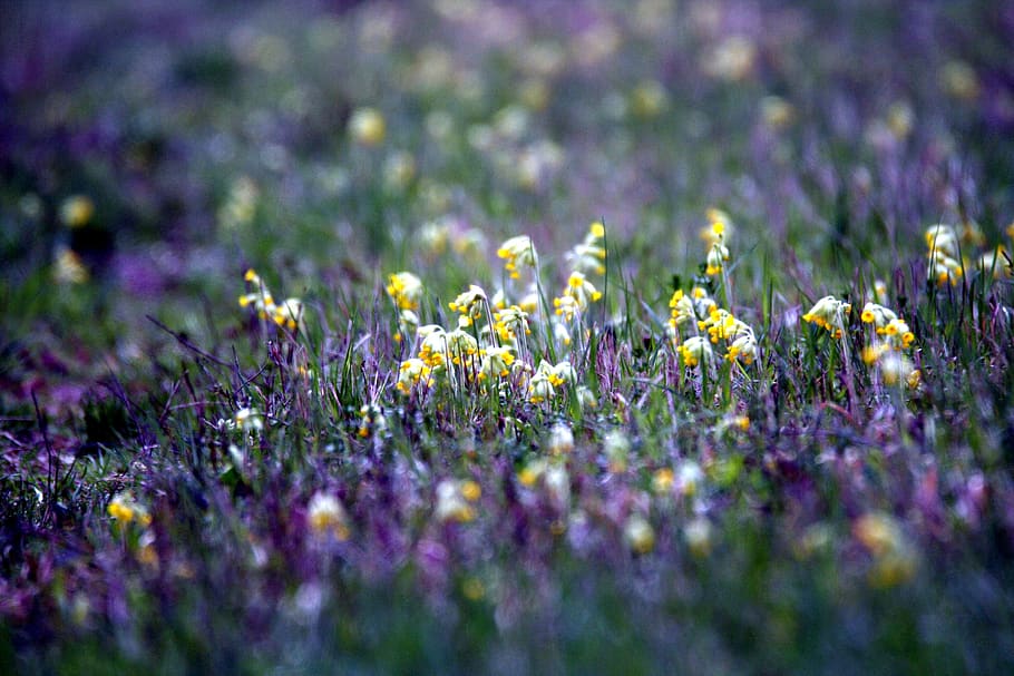 primroses, prairie, spring, flower, yellow, easter, flowering plant HD wallpaper