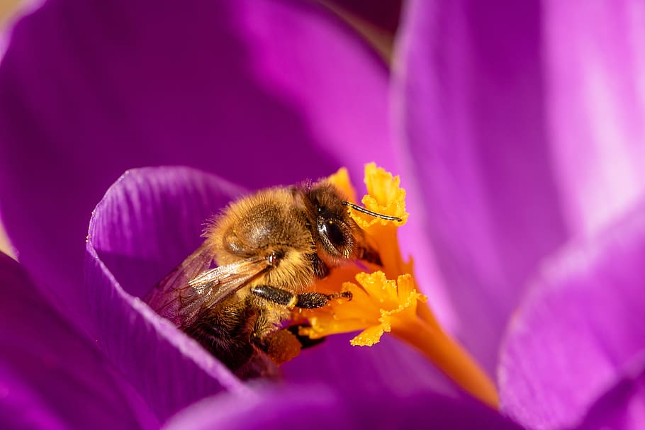 bee, crocus, honey bee, insect, collect pollen, spring, nectar HD wallpaper
