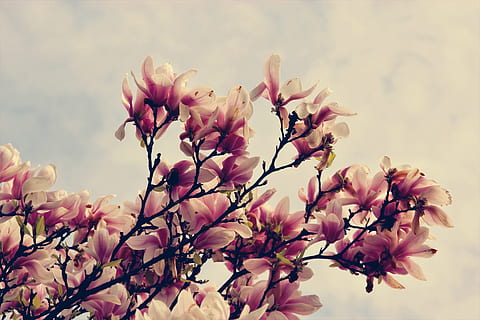 magnolia, flowers, tree, spring, bloom, branch, bud, lenz, color HD wallpaper