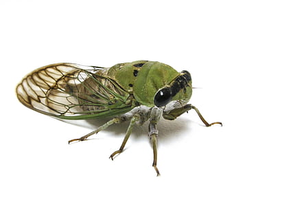 green dragonfly, insect, animal, invertebrate, cricket insect HD wallpaper