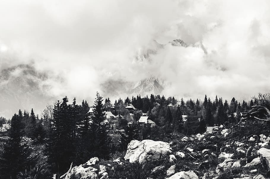 tree, plant, cloud - sky, beauty in nature, tranquility, forest HD wallpaper