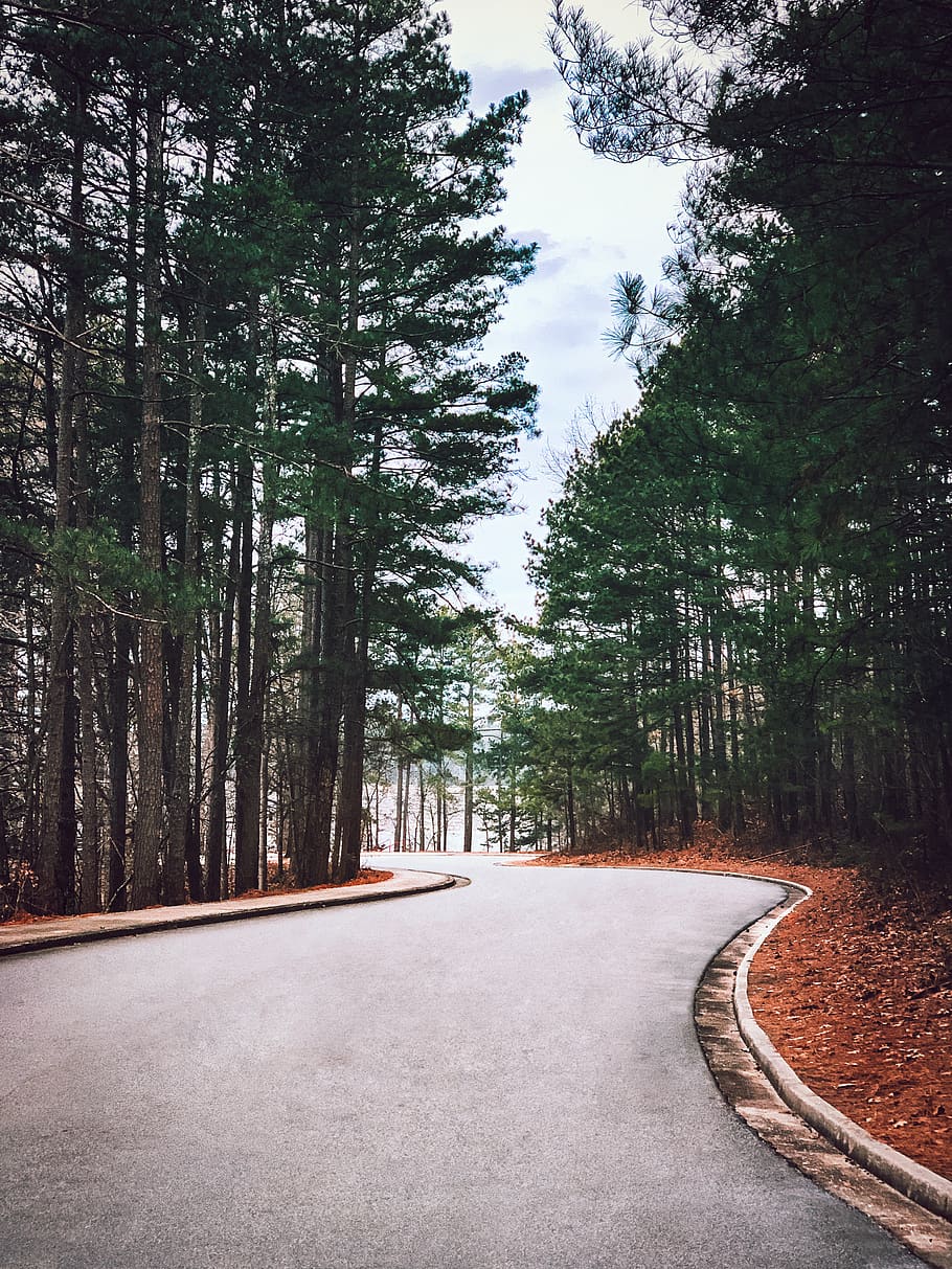 path, plant, tree, trail, road, cumming, united states, little mill rd HD wallpaper