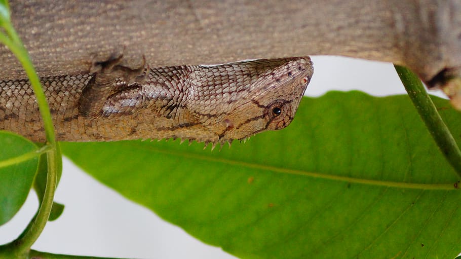 brown lizard on tree, animal themes, plant part, leaf, one animal HD wallpaper